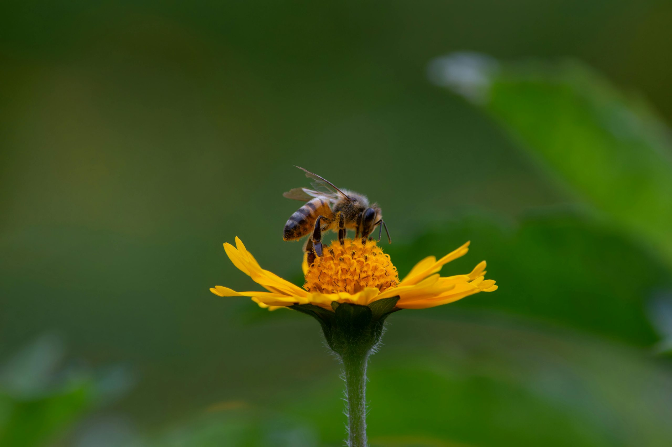 The Importance of Protecting Your Hearing in Loud Environments